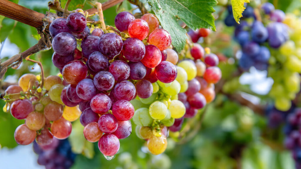 From Vine to Table: The Ultimate Guide to Growing Grapes at Home