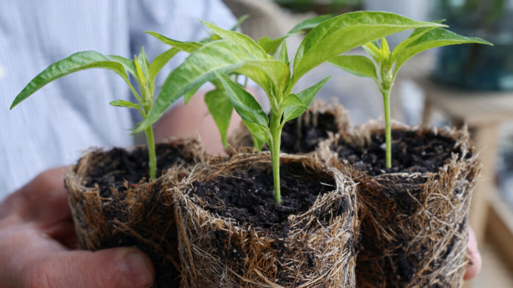 Genius Hack! How to Propagate Chili Plants Using a Banana Tree – A Simple Method for Faster Growth