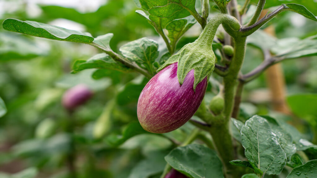 Great Idea for Grafting Eggplant: Boost Growth, Yield, and Disease Resistance Easily!