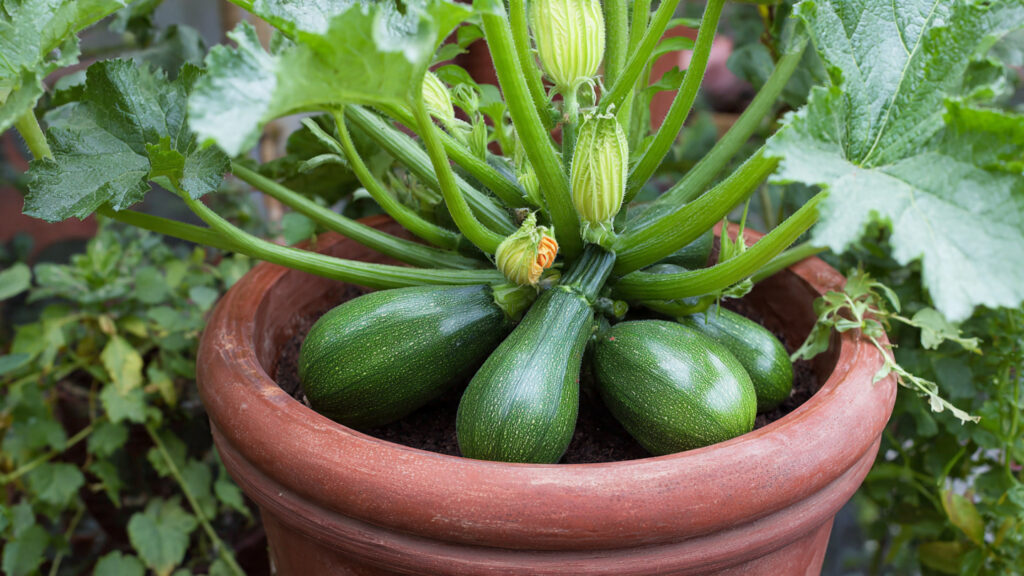 Great Idea: How to Grow Zucchini in Containers for 100% Fruiting Success