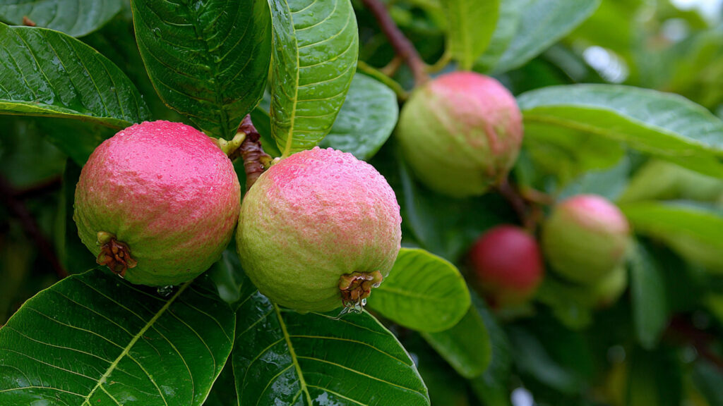 Grow a High-Quality Guava Plant Easily: A Step-by-Step Guide for Home Gardeners