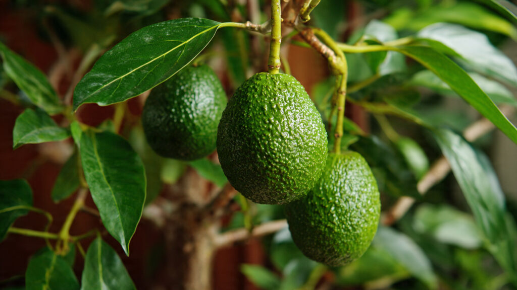 Grow an Avocado Tree from a Store-Bought Avocado! Complete Step-by-Step Guide for Beginners