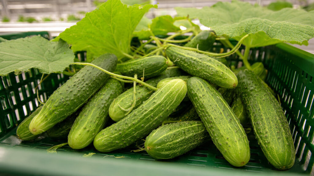 Grow Cucumbers in Plastic Tubs — No Garden Needed for a High-Yield Harvest!