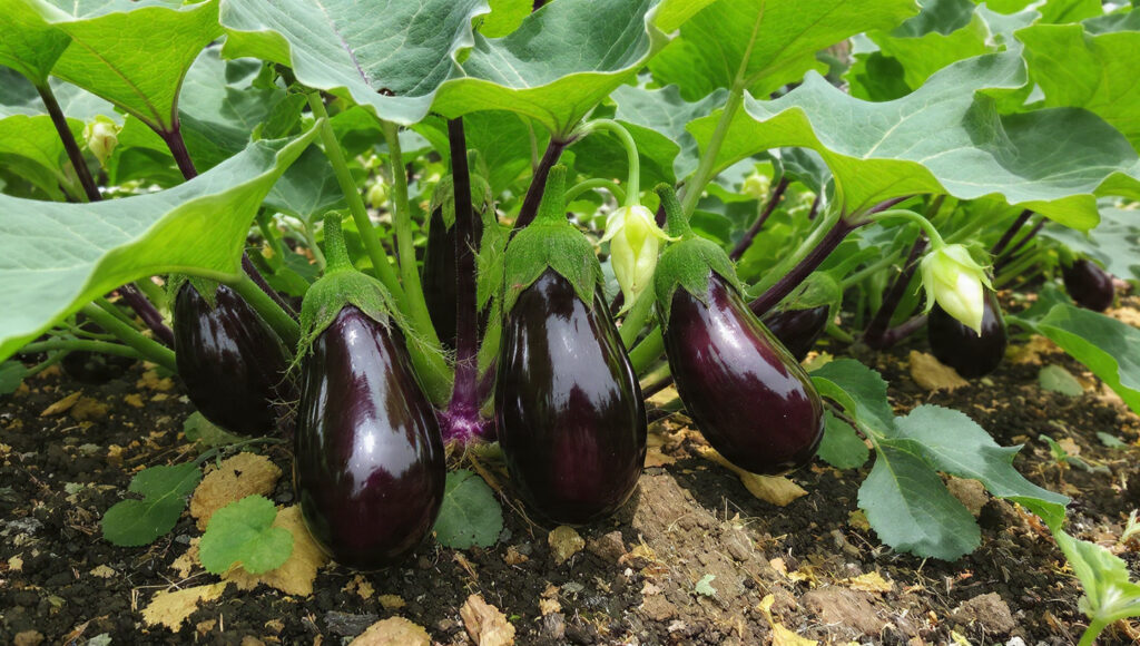 Grow Eggplants This Way and Watch Them Produce More Fruit Than You Ever Imagined!