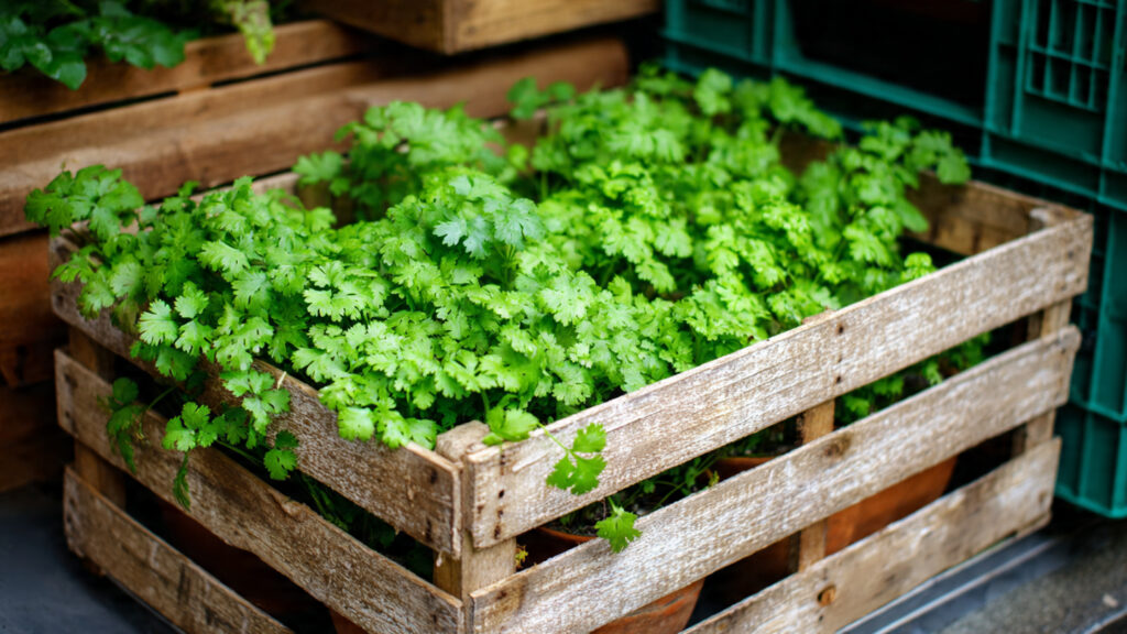 Grow Fresh Coriander Anywhere: A Complete Guide to Using Produce Crates for Thriving Herbs