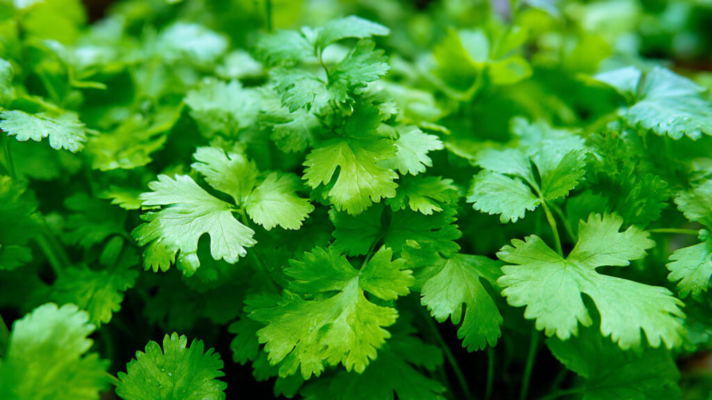 Grow Fresh Coriander at Home Easily: Your Complete Guide to a Thriving Herb Garden!