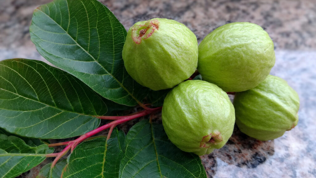 Grow Guava from Cutting | Easy Method for Fast Fruit Production at Home