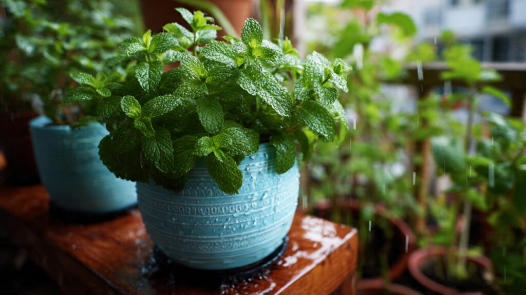 Grow Mint Effortlessly: The Complete Guide to Self-Watering Pots at Home