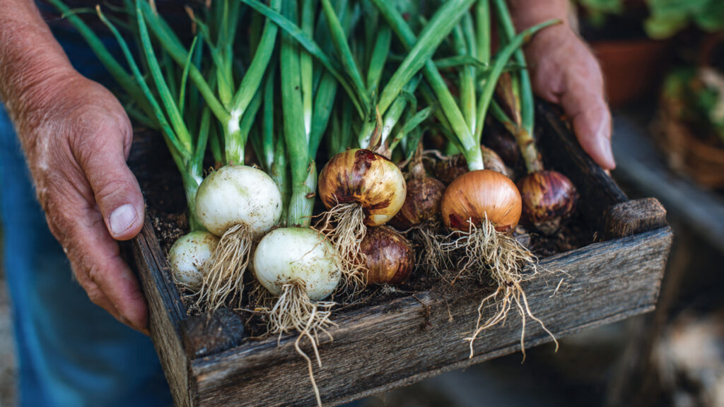 Grow Onions Like a Pro: The Complete Guide to Easy, Abundant Home Harvests