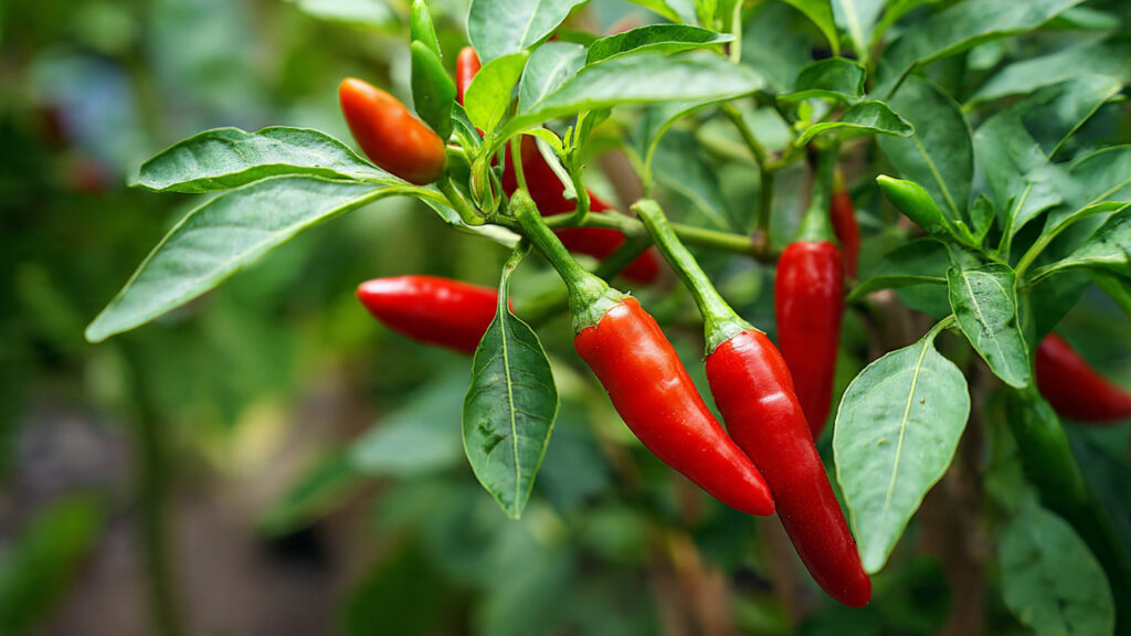 Grow Spicy Success: Easy Chilli Cultivation at Home in Pots for Big Harvests!