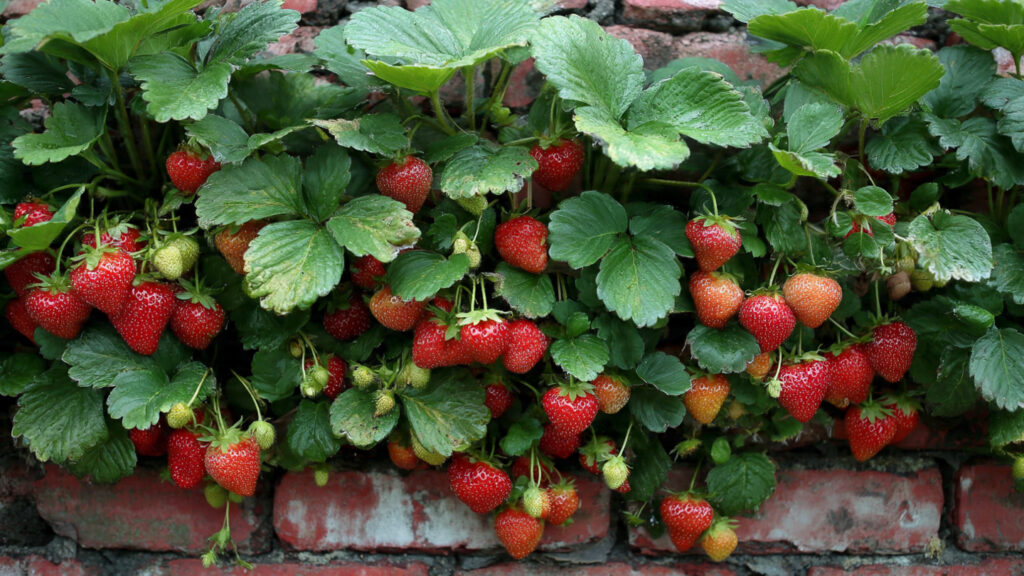 Grow Strawberries on Old Walls Using Plastic Bottles — Turn Your Space Into a Vertical Fruit Garden!