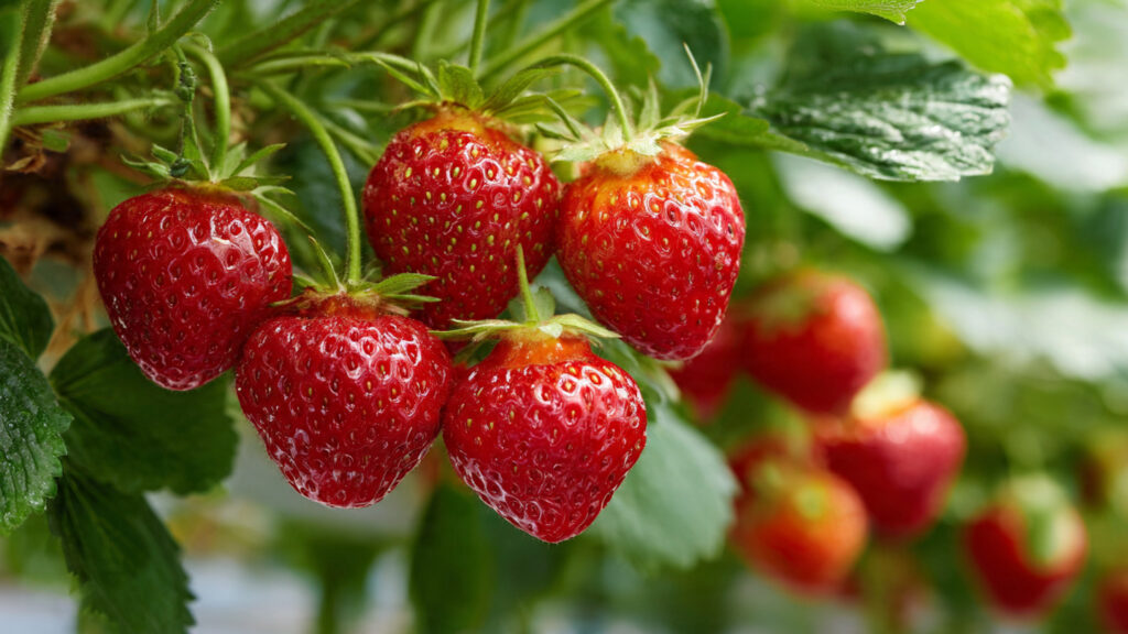 Grow Strawberries This Way Without a Garden for Surprising Results