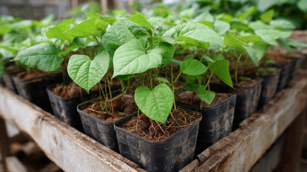 Grow Sweet Potatoes in Plastic Tubs — No Yard Needed to Turn Small Spaces into Food Gardens