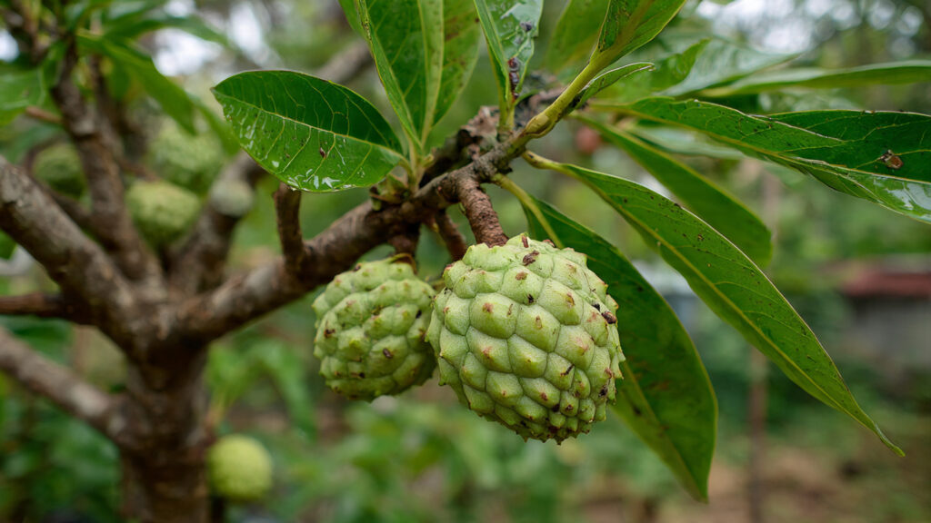 Grow Sweetsop (Sitaphal) Trees at Home! A Complete Step-by-Step Guide from Seed to Harvest