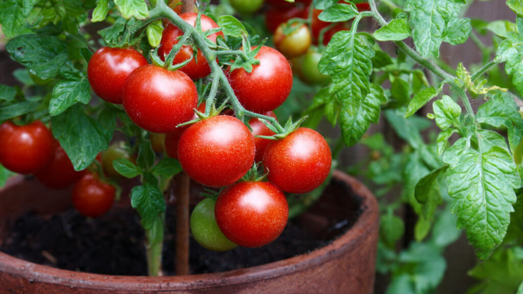 Grow Tomatoes Without a Garden Using This Simple Method – High Yield Container Tomato Guide