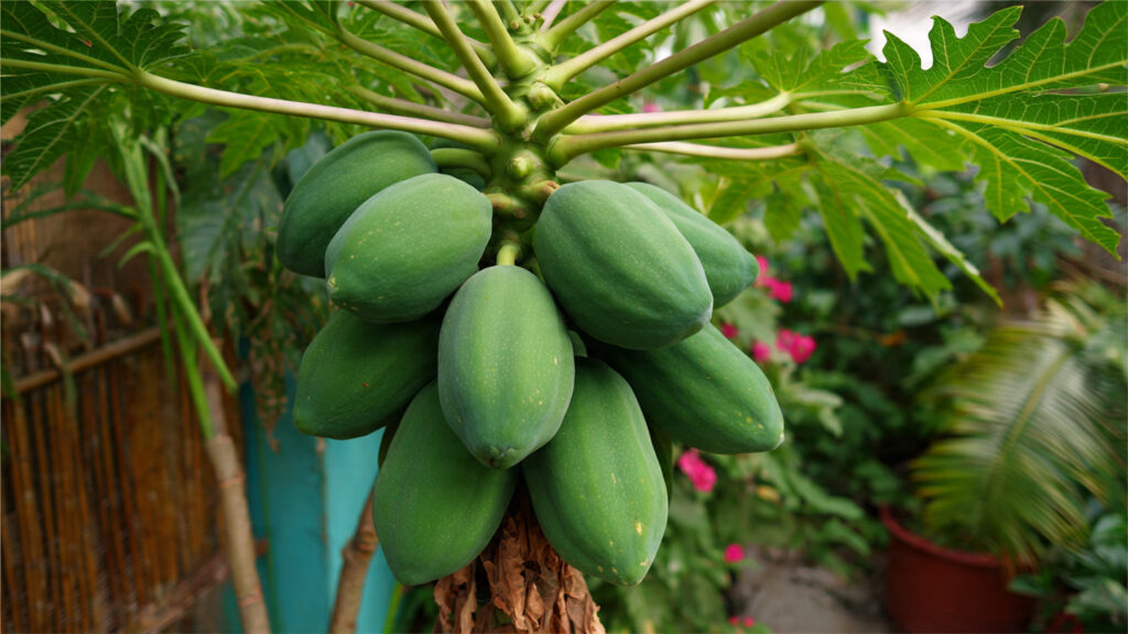Grow Your Own Papaya Plant at Home Easily: Step-by-Step Guide for Fast Results!