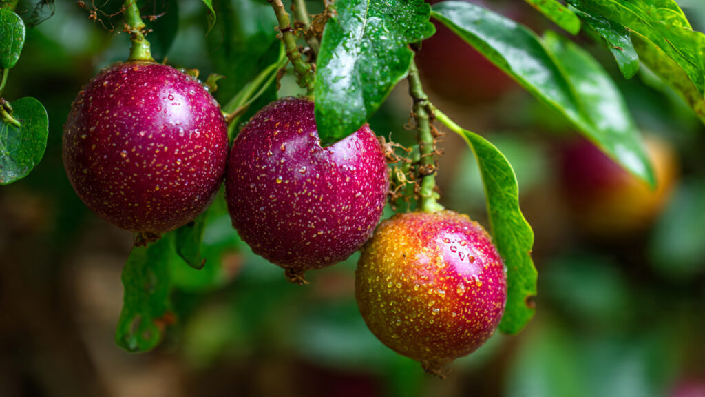 Grow Your Own Tropical Treasure: The Complete Home Guide to Planting, Caring for, and Harvesting Passion Fruit