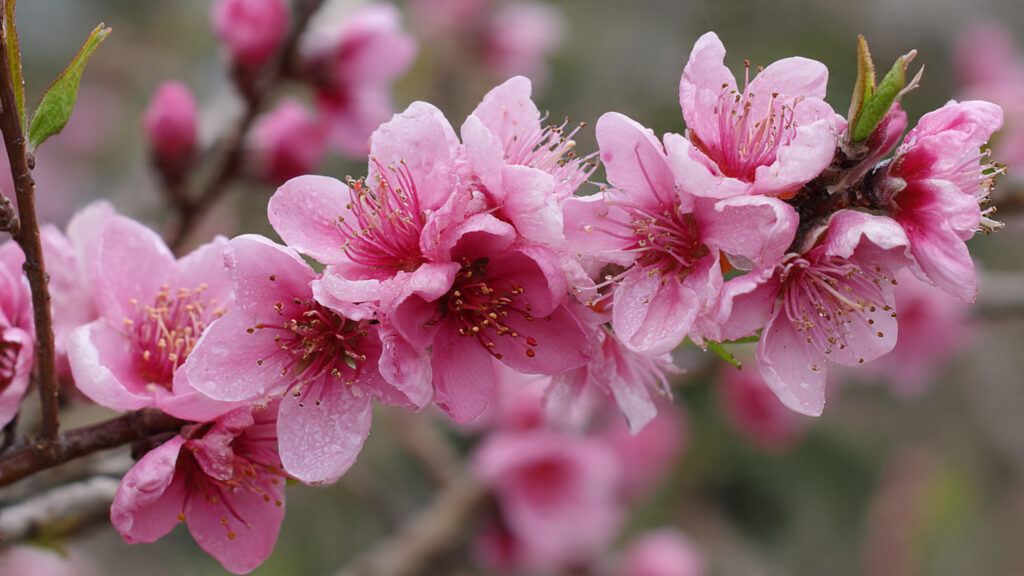 Growing Compact Peach Trees in Cold Zones for Successful Backyard Fruit Production