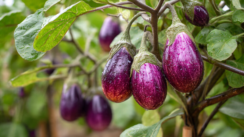 Growing Eggplant at Home Without a Garden: Easy Tips for High Yield and Many Fruits