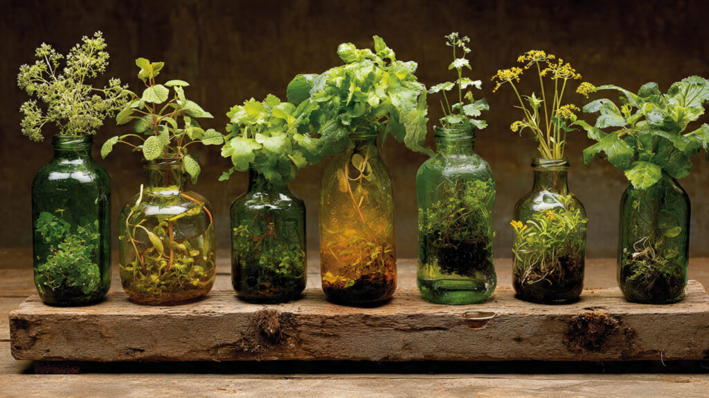 Growing in Bottles: Creative Gardening for Small Spaces and Maximum Harvests