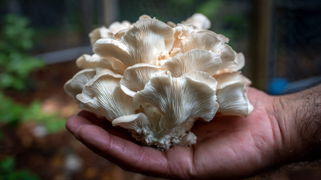 Growing Mushrooms the Traditional Way: Easy Methods with Quick and Reliable Harvests