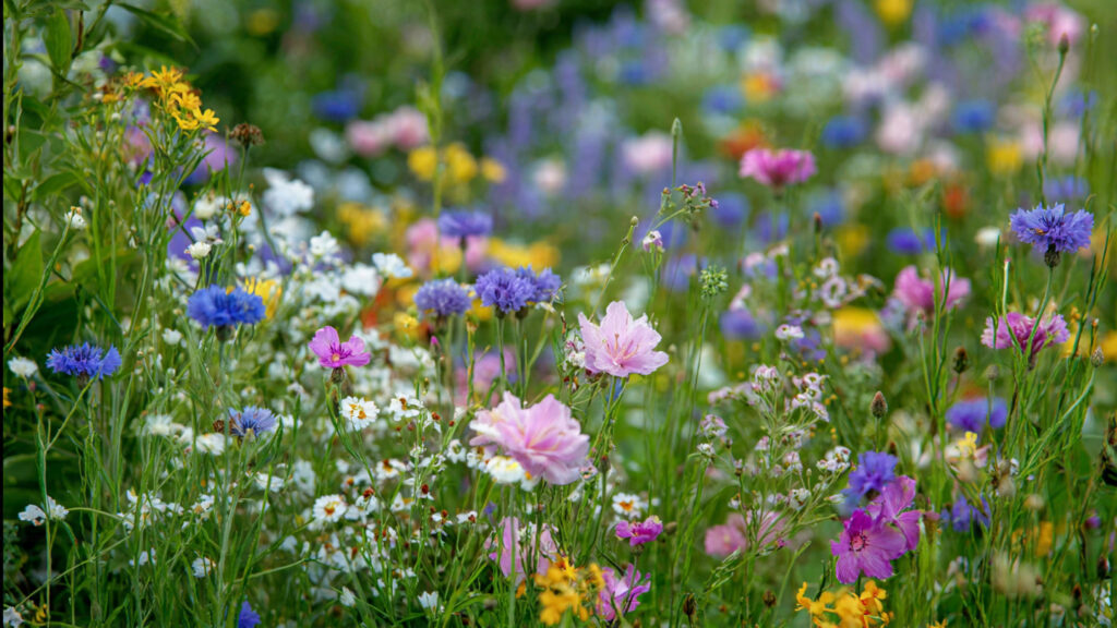 Here’s How to Start a Low-Maintenance Wildflower Garden, According to Gardening Experts