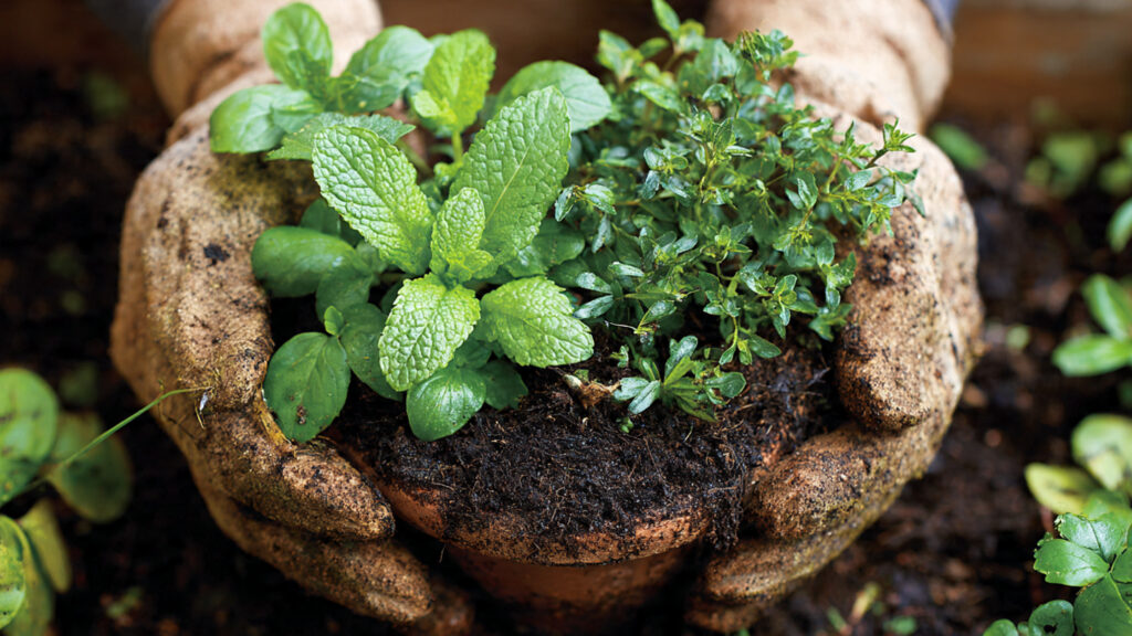Home Garden Secrets: Essential Tips to Grow Healthy, Productive Plants in Any Space