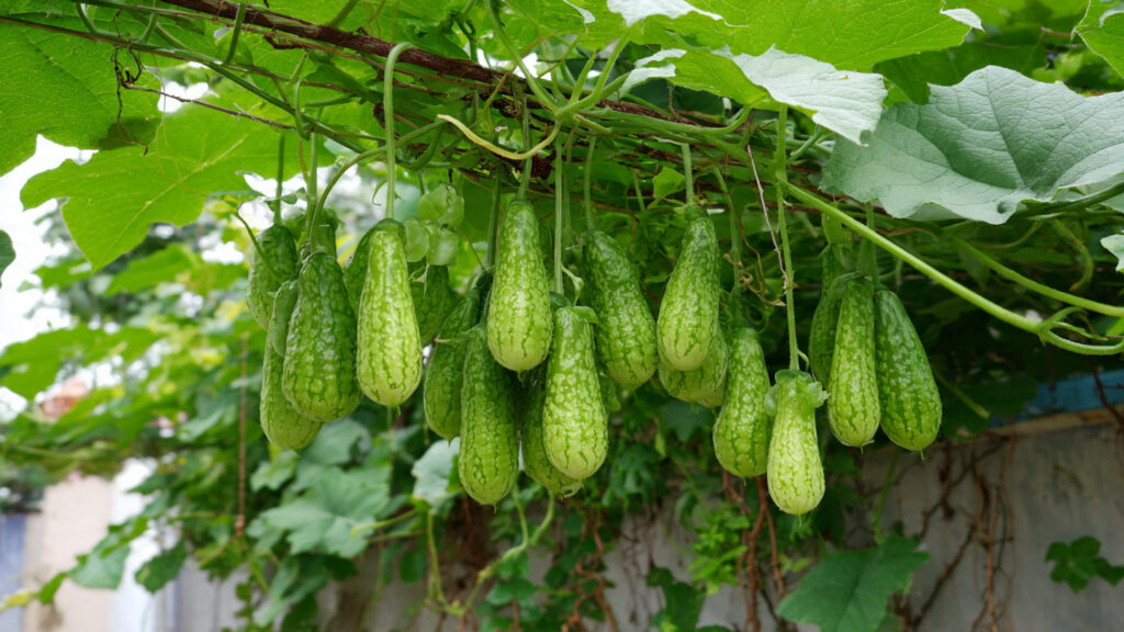 Homegrown Bitter Gourd Magic: How to Grow a Thriving Plant at Home Easily!