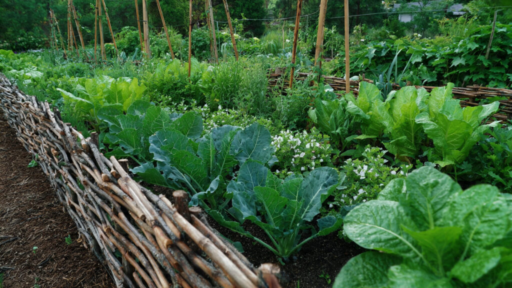 How a Windbreak Improves Vegetable Garden Growth