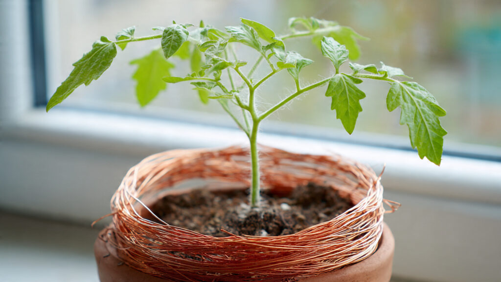 How Can a Copper Wire Loop Transform Your Tomato Plant Growth?