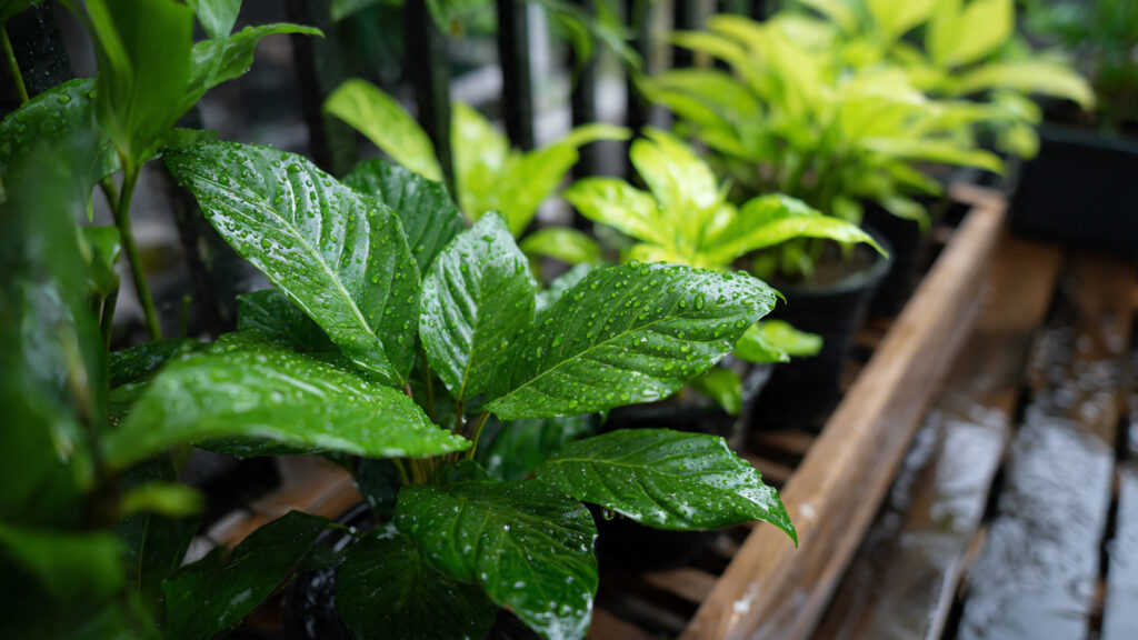 How Can Using Rainwater Transform the Health of Your Balcony Plants?