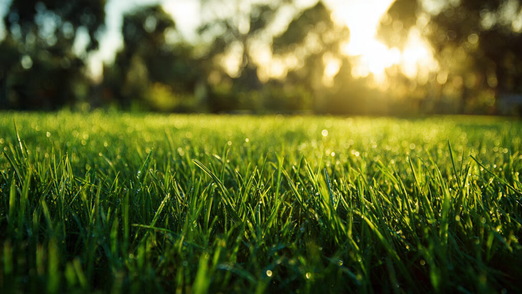 How Can You Achieve a Perfectly Green Lawn Naturally and Sustainably?