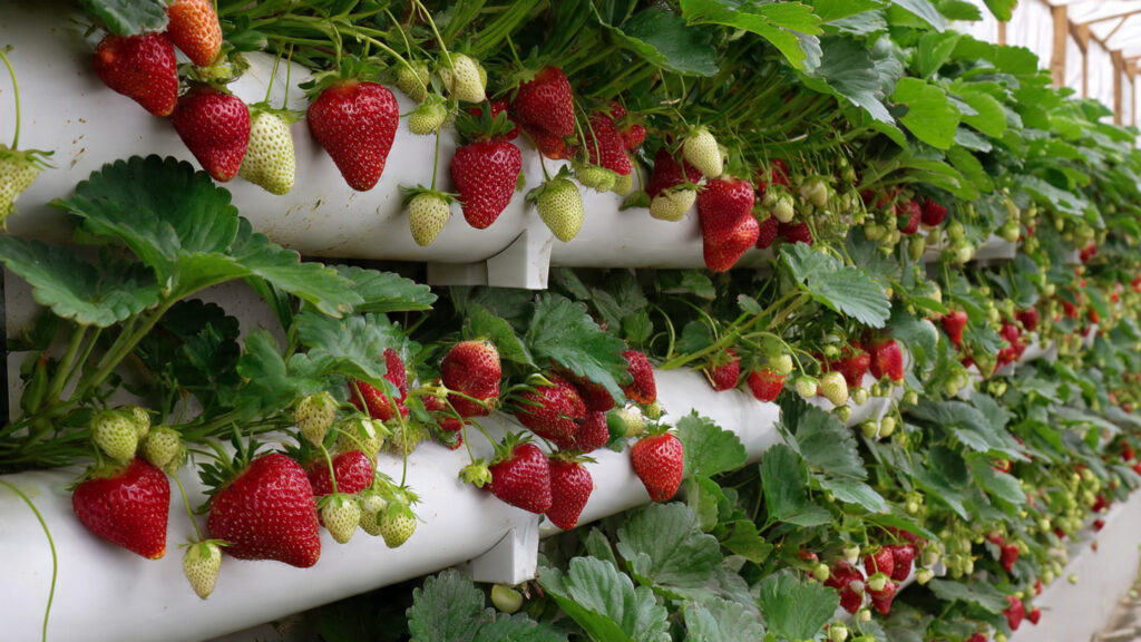 How Can You Create a Vertical Strawberry Wall with PVC Pipes?