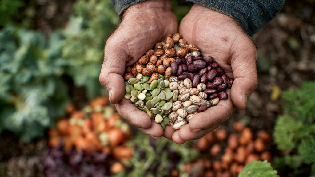How Can You Effectively Harvest Seeds From Your Garden Without Losing Them?