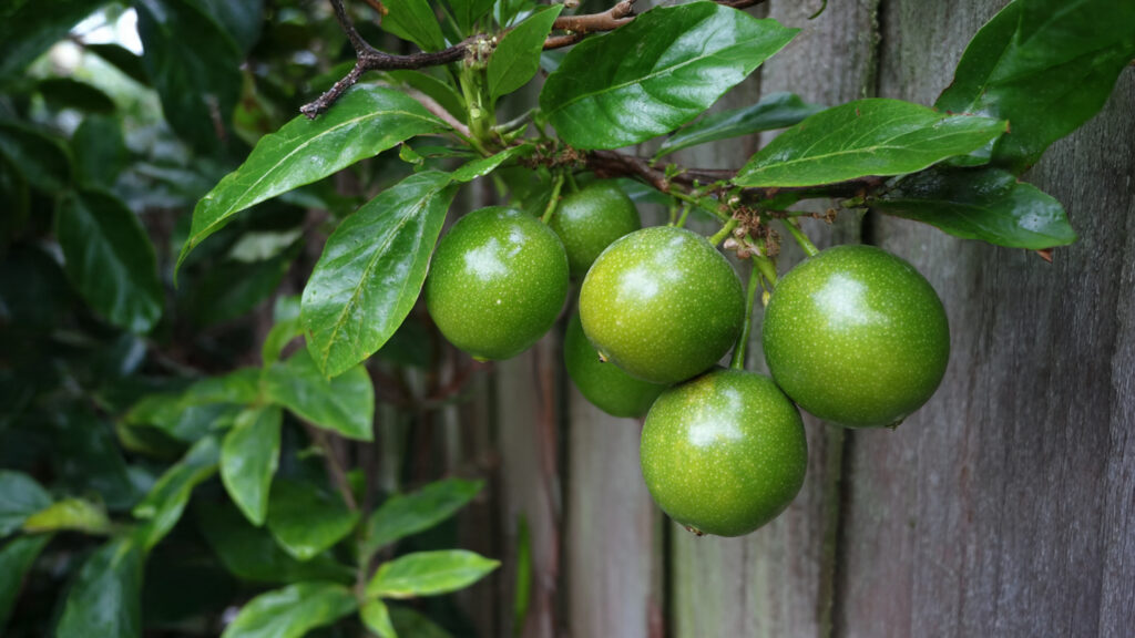 How Can You Grow Exotic Passion Fruit on a Simple Fence Line?