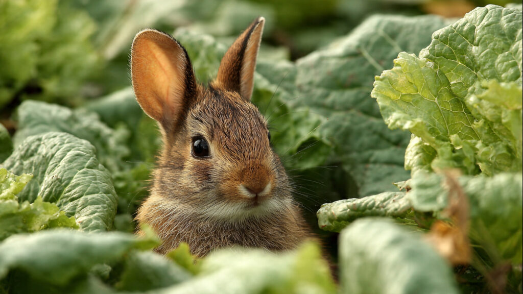 How Can You Keep Rabbits Out of Your Lettuce for Good with Just One Simple Trick?