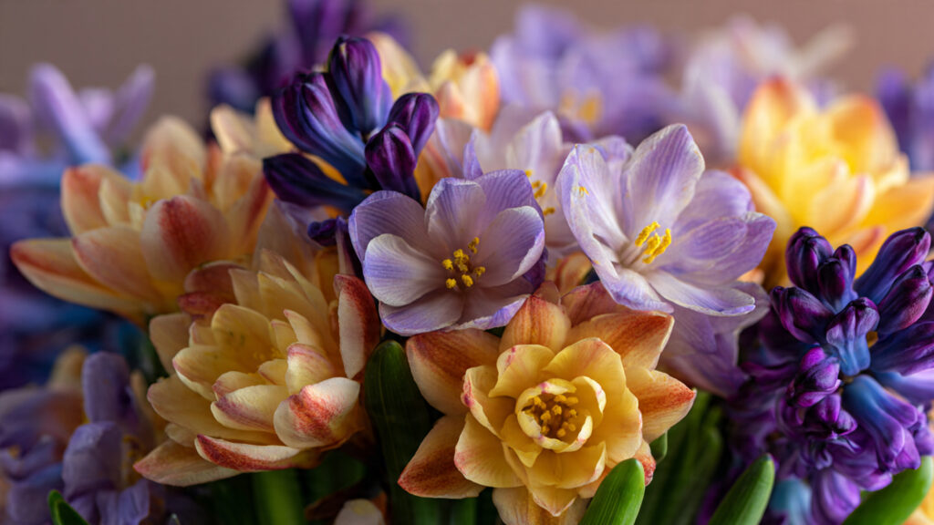 How Can You Make Spring Bulbs Bloom in the Heart of Winter?