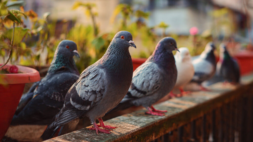 How Can You Naturally Keep Pigeons Away from Your Balcony Garden?