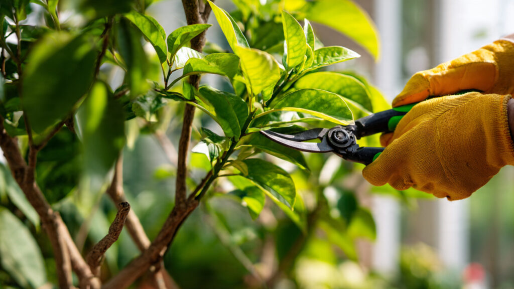 How Can You Prune Your Plants for Fuller Growth?