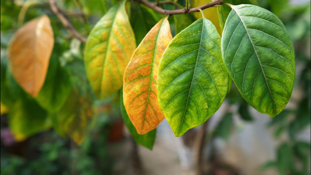 How Can You Spot Nutrient Deficiencies in Your Leaves Effectively?