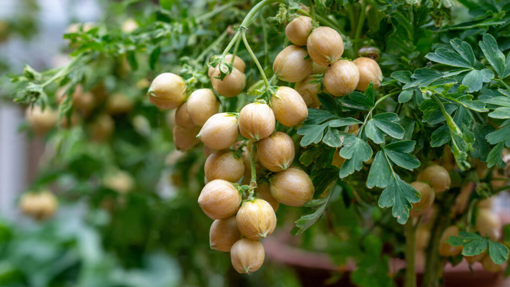 How Can You Successfully Grow Chickpeas in a Simple Garden Pot?