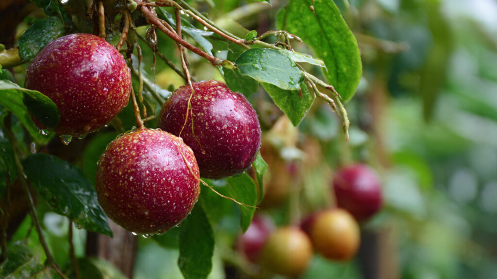 How Can You Successfully Grow Exotic Passion Fruit Along a Simple Fence Line?