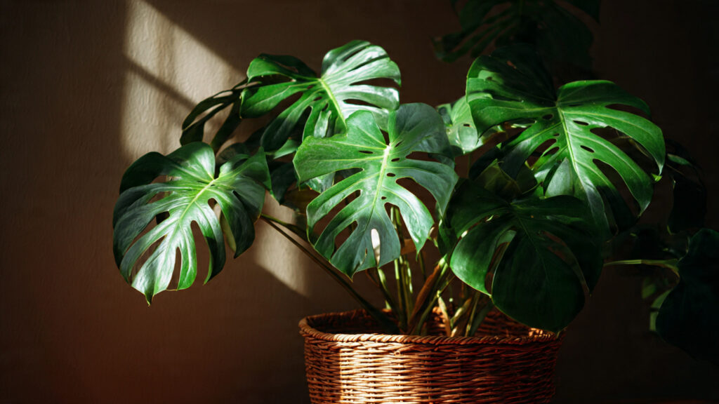 How Can You Successfully Propagate a Monstera Node in Water?