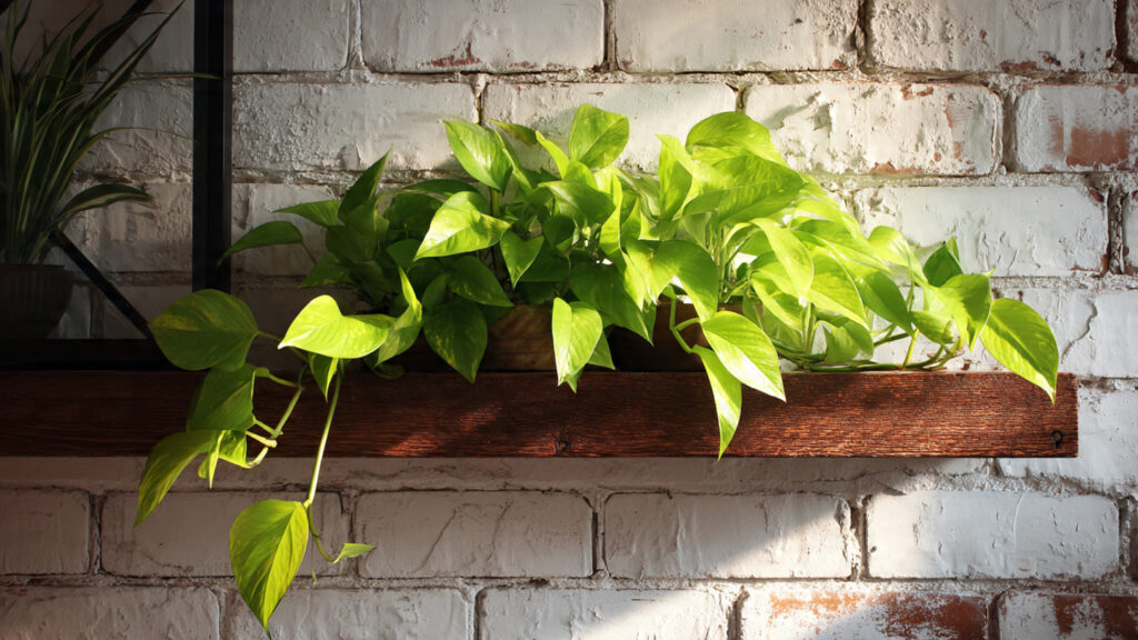 How Can Your Golden Pothos Transform Any Space into a Stylish Oasis?