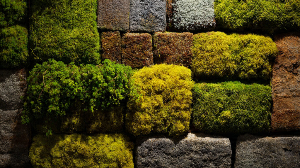 How Could a Moss Wall Transform Your Entryway into a Lush Retreat?