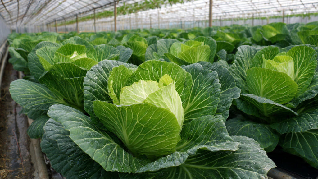 How Housewives Are Growing Cabbage in Plastic Bottles for Big Yields
