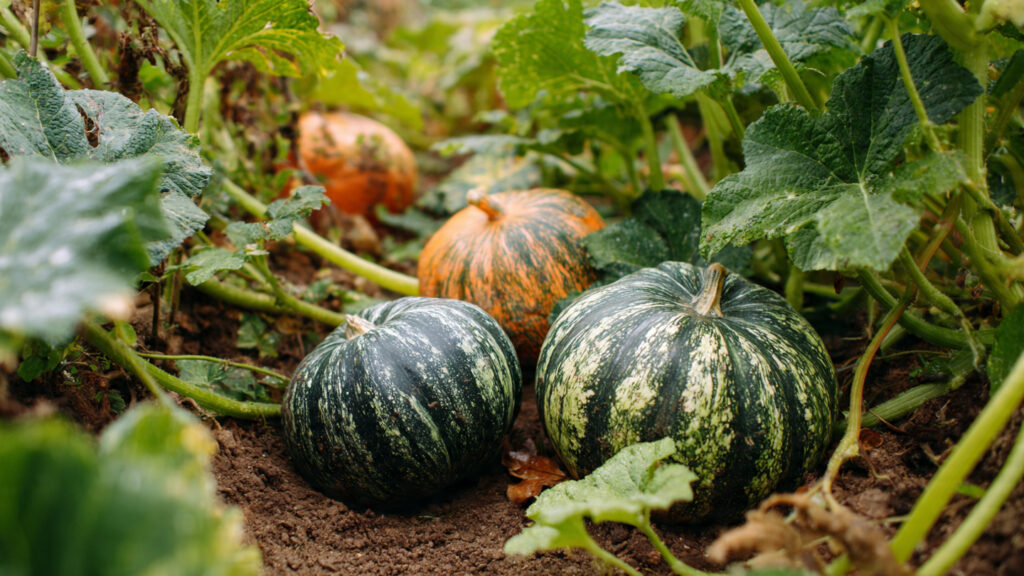 How I Grow Pumpkins and Squash for My Family to Eat All Year Round
