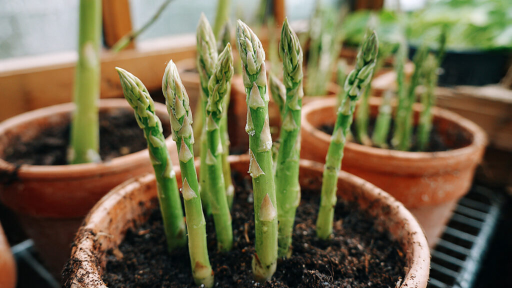 How I Successfully Grow Asparagus on My Terrace for More Sprouts, Faster Harvests, and Year-Round Fresh Homegrown Spears in Small Spaces