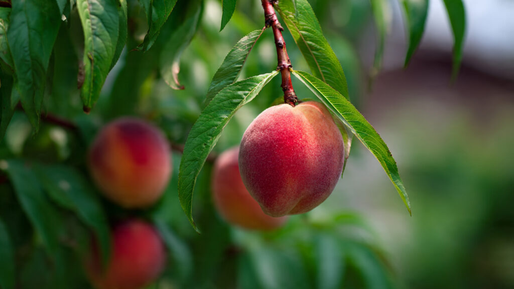 How Mama Judy Plants Her Peaches from Seeds – Simple Home Gardening Guide