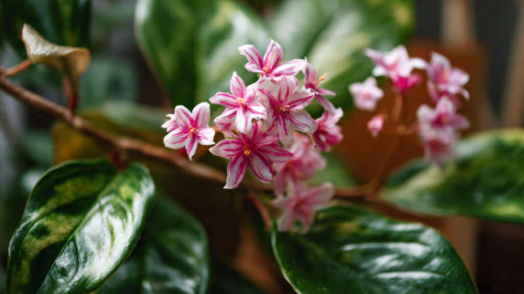 How Often Should You Water a Wax Plant for Lush Vines and Blooms